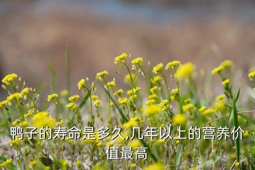 鸭子的寿命是多久,几年以上的营养价值最高