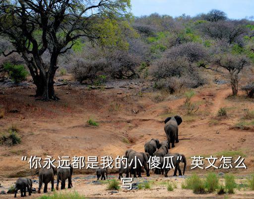 小傻瓜舞蹈视频,第二集:你永远是我的小傻瓜