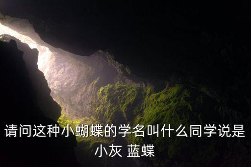 请问这种小蝴蝶的学名叫什么同学说是小灰 蓝蝶