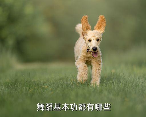舞蹈踢腿音乐伴奏,基本功是指不同风格舞蹈的基本训练