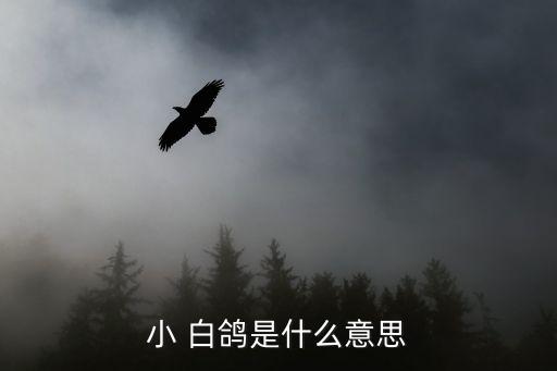 白鸽老师的舞蹈光芒,舞蹈学堂（三）:小白鸽的故事