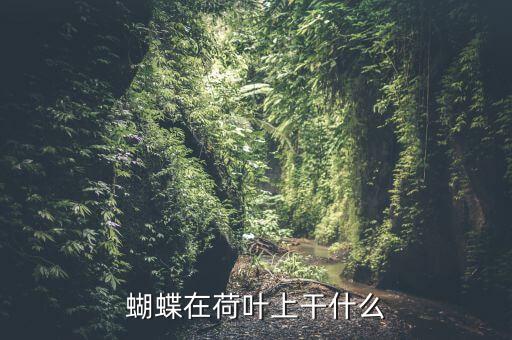 蝴蝶在荷叶上干什么