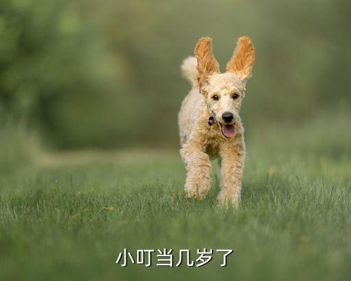 小叮当几岁了