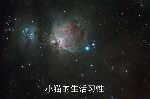 小猫的生活习性