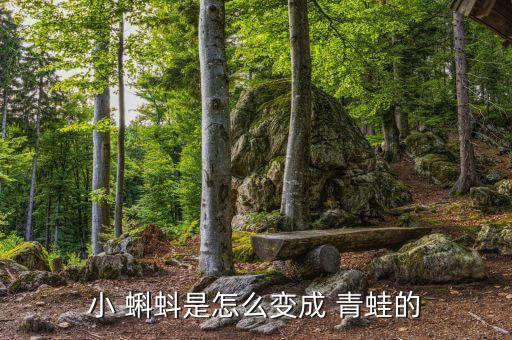 小蝌蚪变青蛙 舞蹈,蝌蚪变青蛙可持续2-3个月