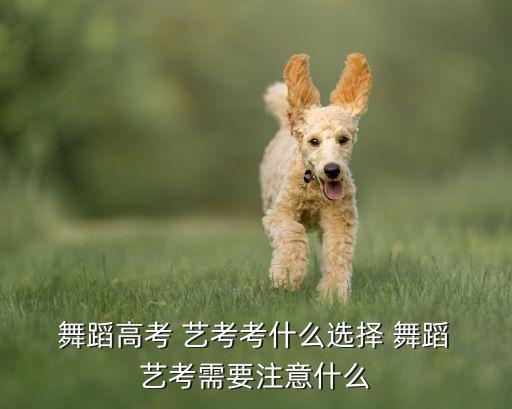  舞蹈高考 艺考考什么选择 舞蹈 艺考需要注意什么