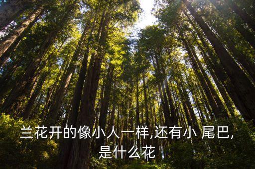 兰花开的像小人一样,还有小 尾巴,是什么花