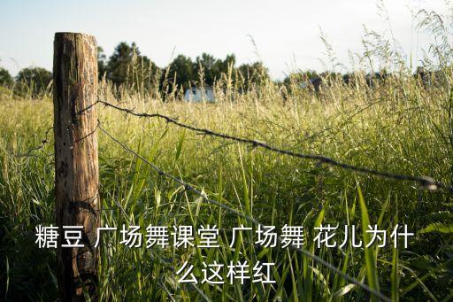 糖豆 广场舞课堂 广场舞 花儿为什么这样红