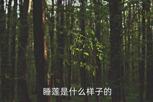  睡莲是什么样子的