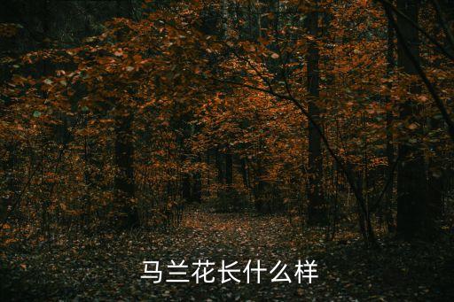  马兰花长什么样