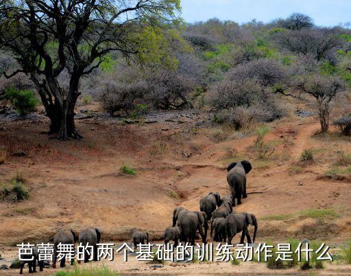 让我们跟主走舞蹈,5篇短文汇总关于舞蹈社交活动的短文