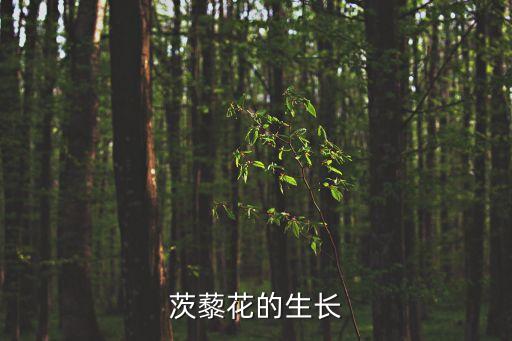 茨藜花的生长