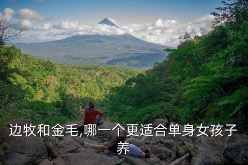边牧和金毛,哪一个更适合单身女孩子养