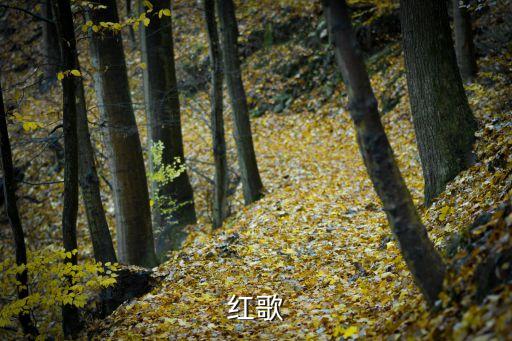 红歌