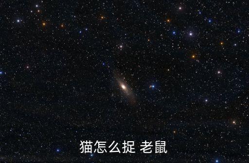猫抓老鼠的舞蹈,如何喂猫吃老鼠肉?