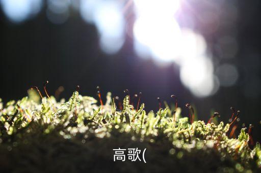 姻缘 舞蹈,姻缘tree游戏介绍:男子女子都来自印度