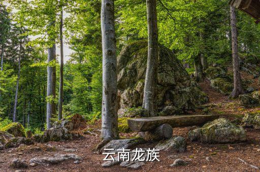  云南龙族