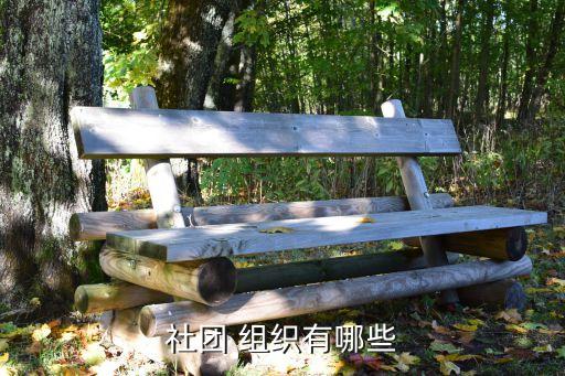 舞蹈类组织协会,中国社会组织是政治生活重要组成部分
