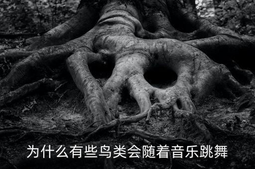 为什么有些鸟类会随着音乐跳舞