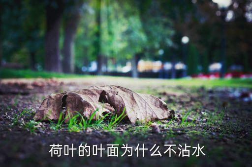  荷叶的叶面为什么不沾水