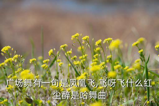 广场舞有一句是凤凰飞,飞呀飞什么红尘醉是哈舞曲
