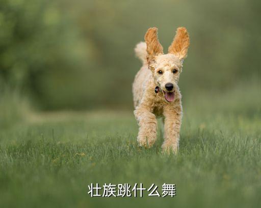 壮族舞蹈典型动作,中国苗族舞蹈起源于对狩猎的模仿
