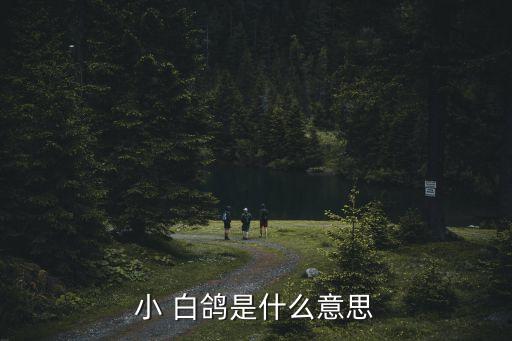 小 白鸽是什么意思