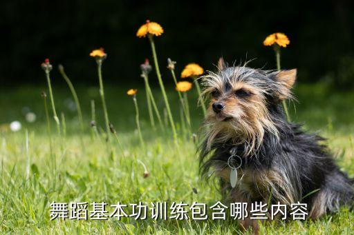  舞蹈基本功训练包含哪些内容