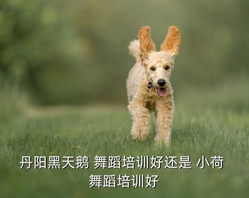 丹阳黑天鹅 舞蹈培训好还是 小荷 舞蹈培训好