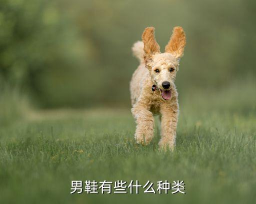 男鞋有些什么种类