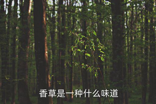  香草是一种什么味道