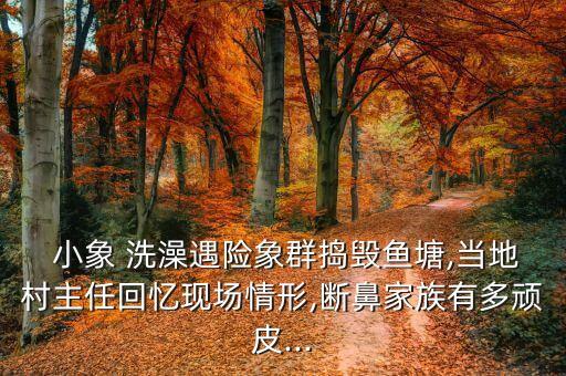 小象洗澡舞蹈视频四级,宝贝，你洗澡!大象妈妈给小象洗澡