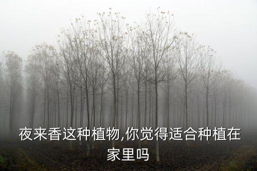 夜来香单扇舞蹈视频,孙科夜来香舞蹈视频完整版