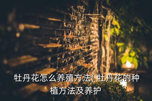 舞蹈牡丹花如放牛娃,牡丹花与放牛娃简谱