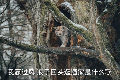 金灿灿的浪子闲话背面舞蹈