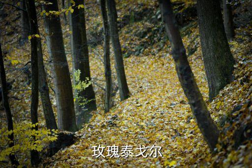 红红的玫瑰舞蹈,一朵红红的玫瑰读后感