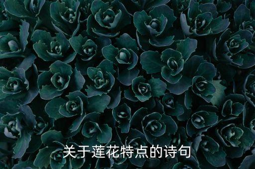 女子舞蹈莲颂赏析