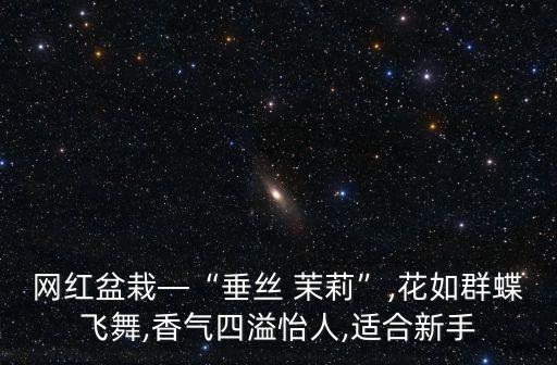 舞蹈茉莉开花伞舞,伞舞茉莉舞蹈视频