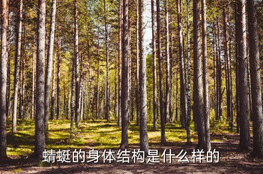 蜻蜓的身体结构是什么样的
