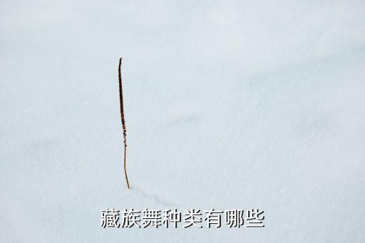 藏族舞种类有哪些