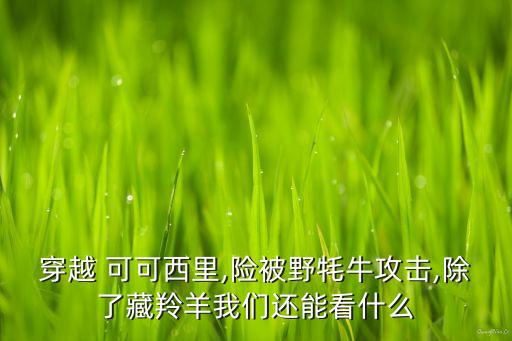 穿越 可可西里,险被野牦牛攻击,除了藏羚羊我们还能看什么