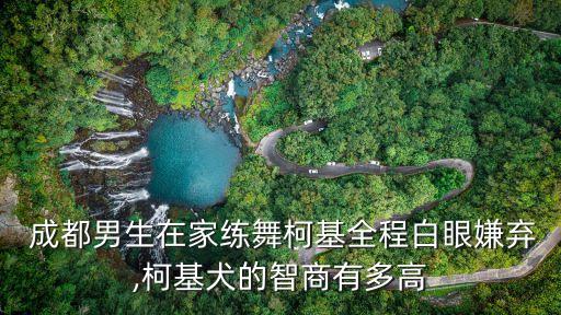  成都男生在家练舞柯基全程白眼嫌弃,柯基犬的智商有多高