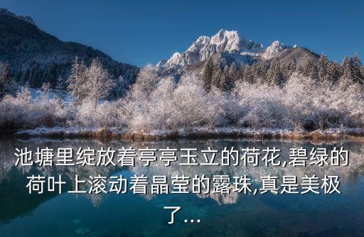 池塘里绽放着亭亭玉立的荷花,碧绿的 荷叶上滚动着晶莹的露珠,真是美极了...