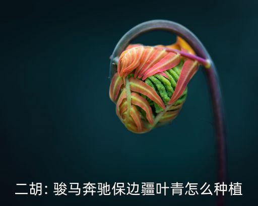 二胡: 骏马奔驰保边疆叶青怎么种植