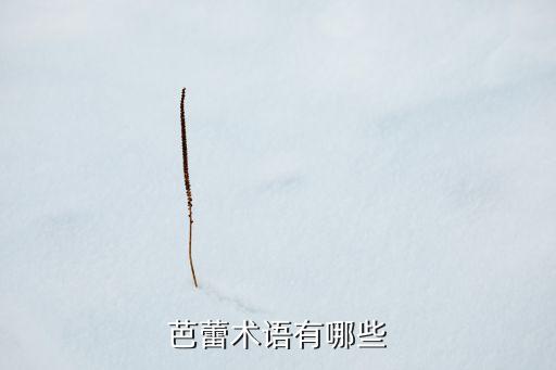 芭蕾舞舞台舞蹈形式,天鹅湖芭蕾舞舞蹈鉴赏