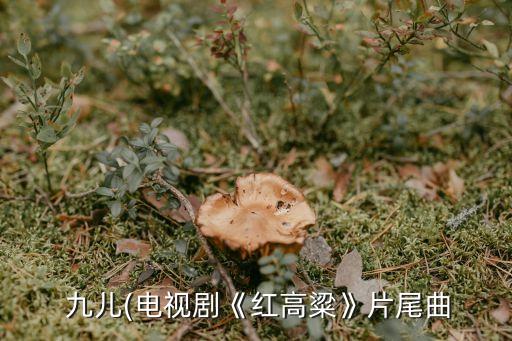 九儿(电视剧《红高粱》片尾曲