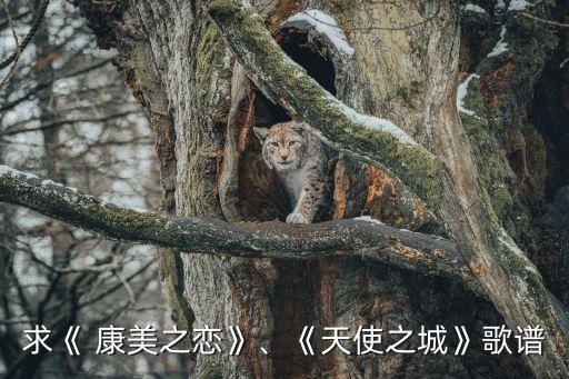 舞蹈康美之恋背后演示,康美之恋背后的真实故事