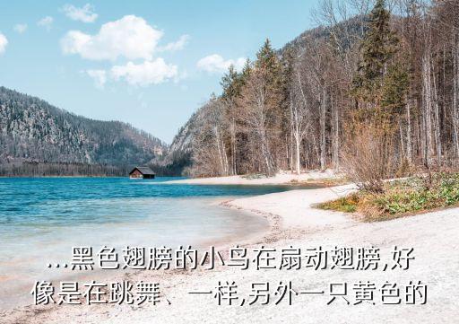 ...黑色翅膀的小鸟在扇动翅膀,好像是在跳舞、一样,另外一只黄色的
