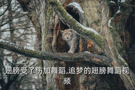 翅膀受了伤加舞蹈,追梦的翅膀舞蹈视频