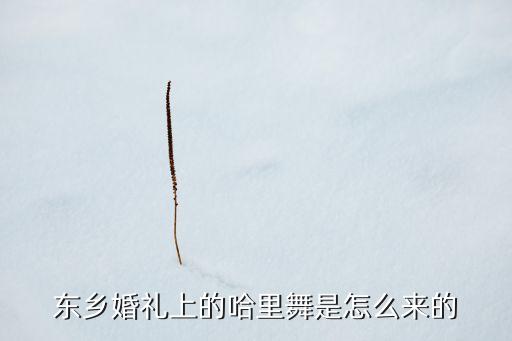 东乡婚礼上的哈里舞是怎么来的